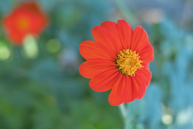 来或将成为 来或将成为